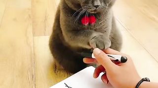 A shrewd cat,