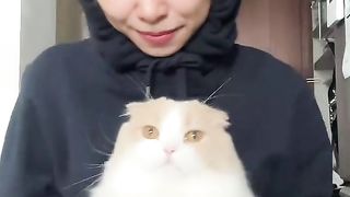 sweet cat