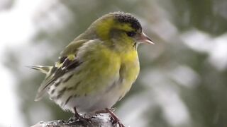 Meditation, relaxation, stress relief - Nature Sounds, Birdsong to Calm the Mind and relax