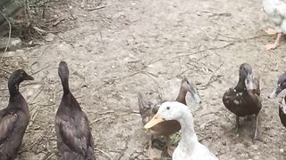 Bebek habis menyantap makanan
