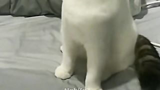 Crazy cat - kucing lucu by tiktok funny