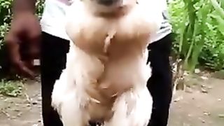 Poulet à tête de singe vu en côte d'ivoire