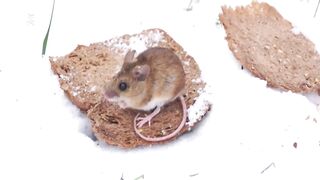 Cute mice compilation