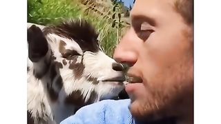 Funny goat 3