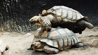 Two turtles are mating