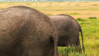 Elephant in the savanna