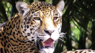 Two leopards