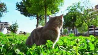 Funny cat