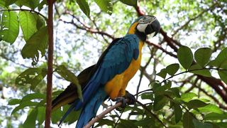 The parrot flaps its wings beautifully
