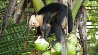 Monkey eating coconut