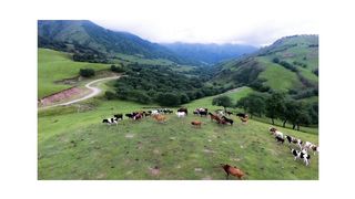 a cattle farm
