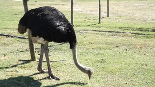 The beauty of the cassowary