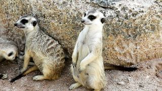 Very cute animal, maybe someone knows the name?