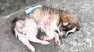 rescue dog