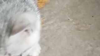 Funy cat 12