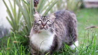 Cute cat 49