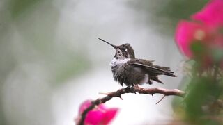 Lovely little bird