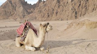 Camels in the desert 2