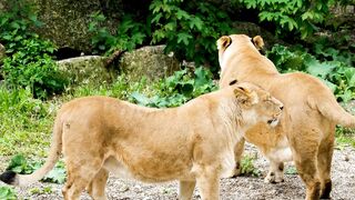 Two yellow lions