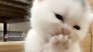 Cutest Cat