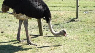 Cassowary is eating