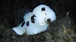 Beautiful fish on the seabed