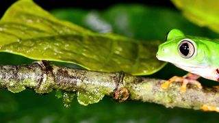 The frog jumps on the tree