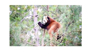 Panda animal is swinging swing