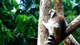 Sloth on the tree