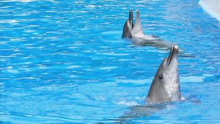 Dolphins in the water