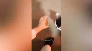 Car and dog videos funny video for kids cartoon 6