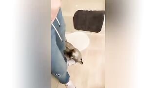 Car and dog videos funny video for kids cartoon 7