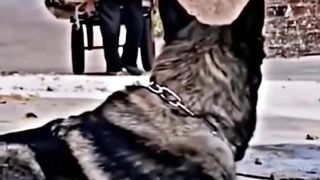 Love Animalis