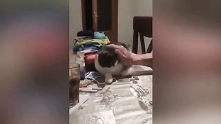 love animals funny and cute animals