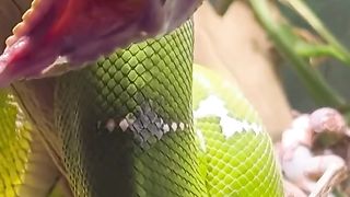 Green Snake