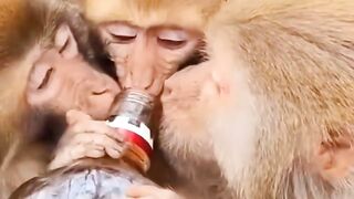 Funny monkey drinking wine haha