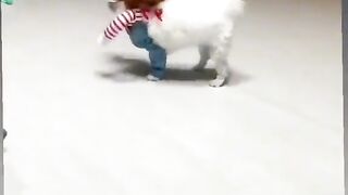 Funny cats moments 2