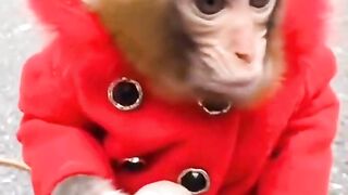 funniest monkey videos