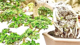 Bonsai Sancang terbaik 2023 Pamnas