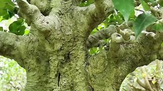 Bonsai kimeng kekar inspirasi