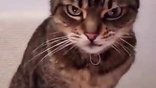 Grumpy cat on his birthday