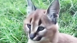 Cat with interesting ear movement