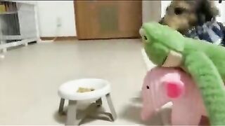 Dog sharing food with stuffed animals