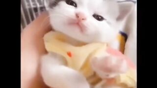 funny cat videos 6