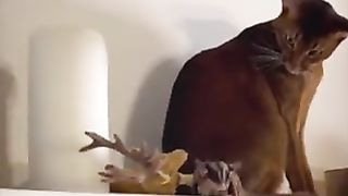 A cat is surprised by a flying squirrel.