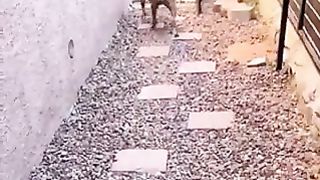 A dog whose feelings are obvious.
