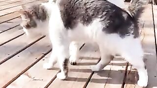 A friendly donkey and cat