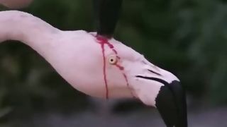 IS THIS FLAMINGO FEEDING BLOOD TO ITS BABY