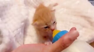 Kitten drinking milk 2