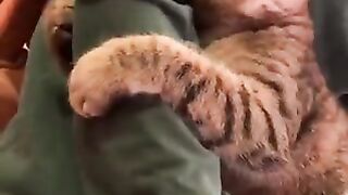 Cats that are overly pampered, by their owners.